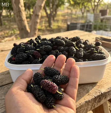 Have You Tried This Seasonal Fruit? Discover Its Nutritional Benefits and the Best Way to Enjoy It