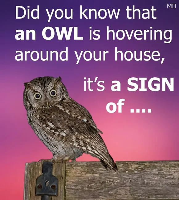 Interesting Facts About Owls and What Their Nighttime Visits Can Mean
