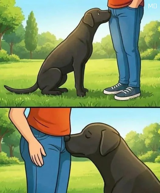 Why Dogs Sniff People Often and What It Reveals About Their Behavior
