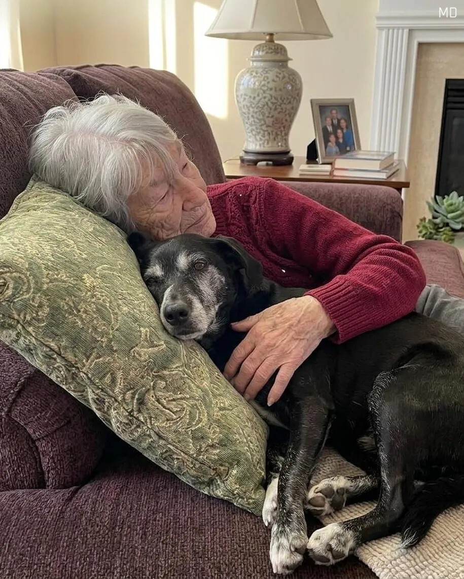 While My Family Focused on the Will, I Chose to Care for Grandma’s Dog — What I Discovered Was Meaningful
